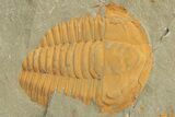Cambrian Trilobite (Hamatolenus) - Pos/Neg Split #222420-3